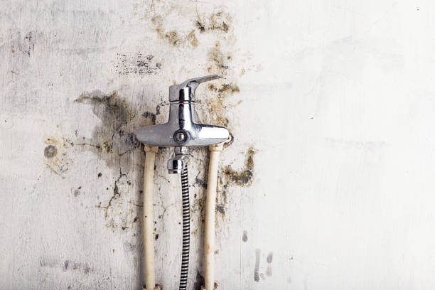 Best Home Mold Removal  in Lucedale, MS