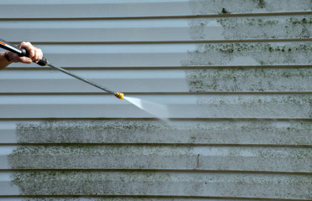 Best Black Mold Removal  in Lucedale, MS