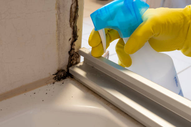 Mold Removal Process in Lucedale, MS