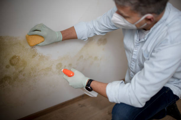 Best Affordable Mold Removal  in Lucedale, MS