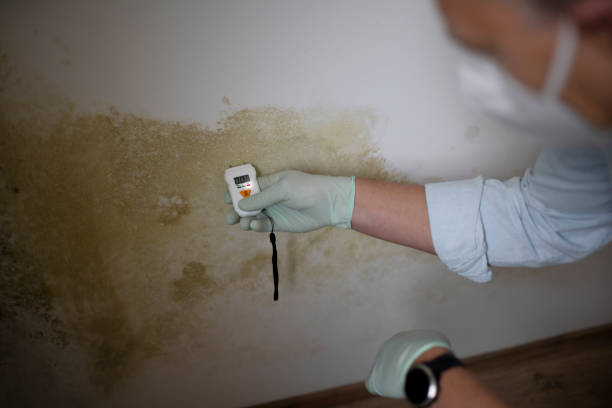 Lucedale, MS Mold Removal Company