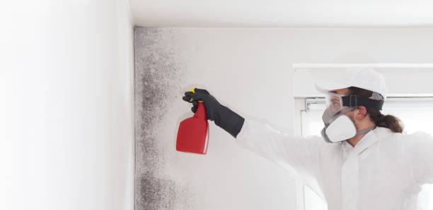 Best Mold Inspection  in Lucedale, MS