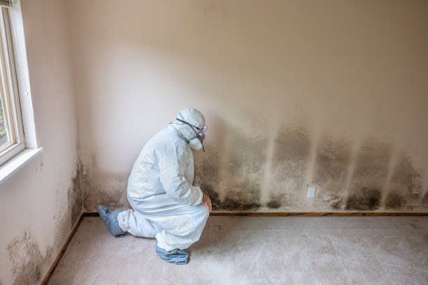 Home Mold Removal in Lucedale, MS