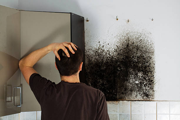 Best Mold Remediation Experts  in Lucedale, MS