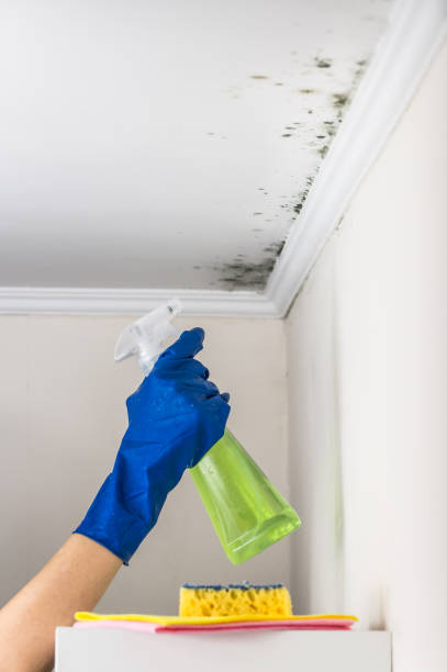 Best Mold Removal Process  in Lucedale, MS