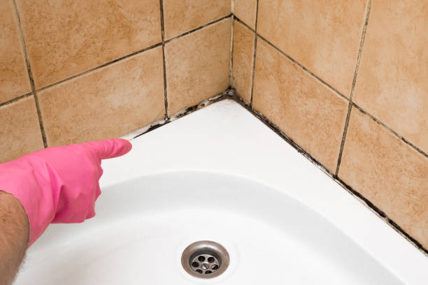 Best Local Mold Removal Service  in Lucedale, MS