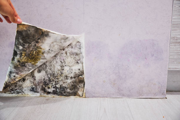 Best Mold Removal Near Me  in Lucedale, MS